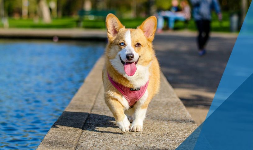 pet insurance
